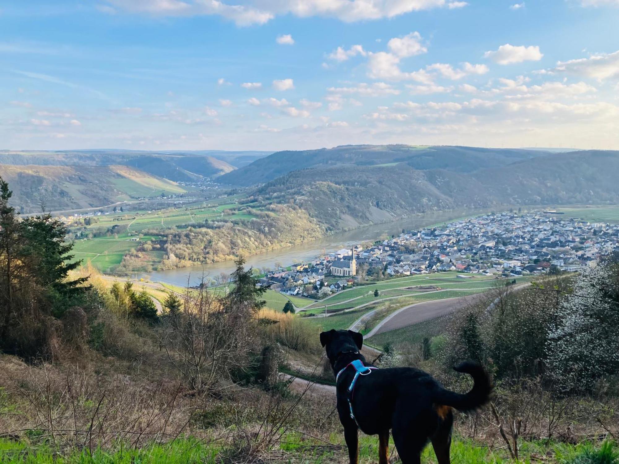 Neu - Ferienwohnungen Im Winzergarten 特拉本特拉巴赫 外观 照片